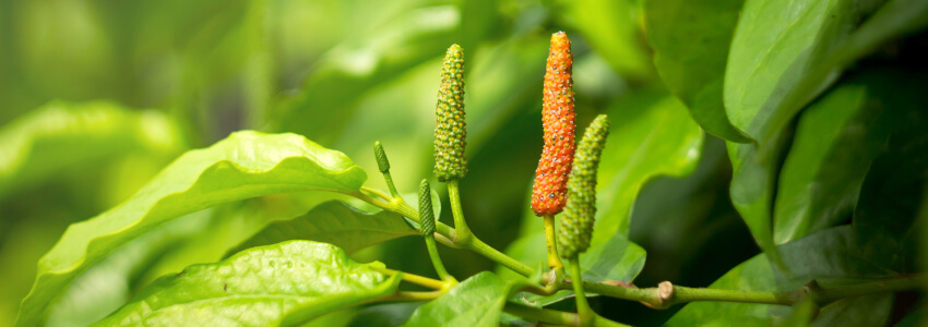 Piperlongumine (Piper longum) in asthma: inflammatory modulation, airway pathology, and therapeutic potential